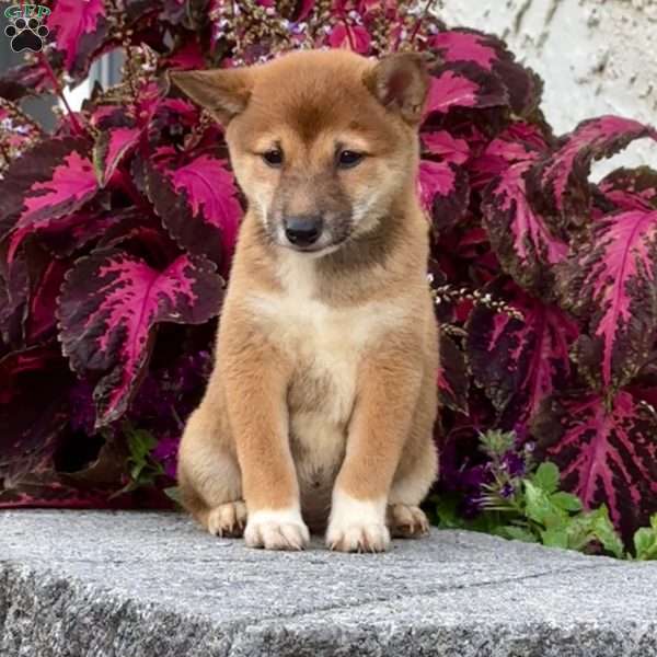 Abby, Shiba Inu Puppy